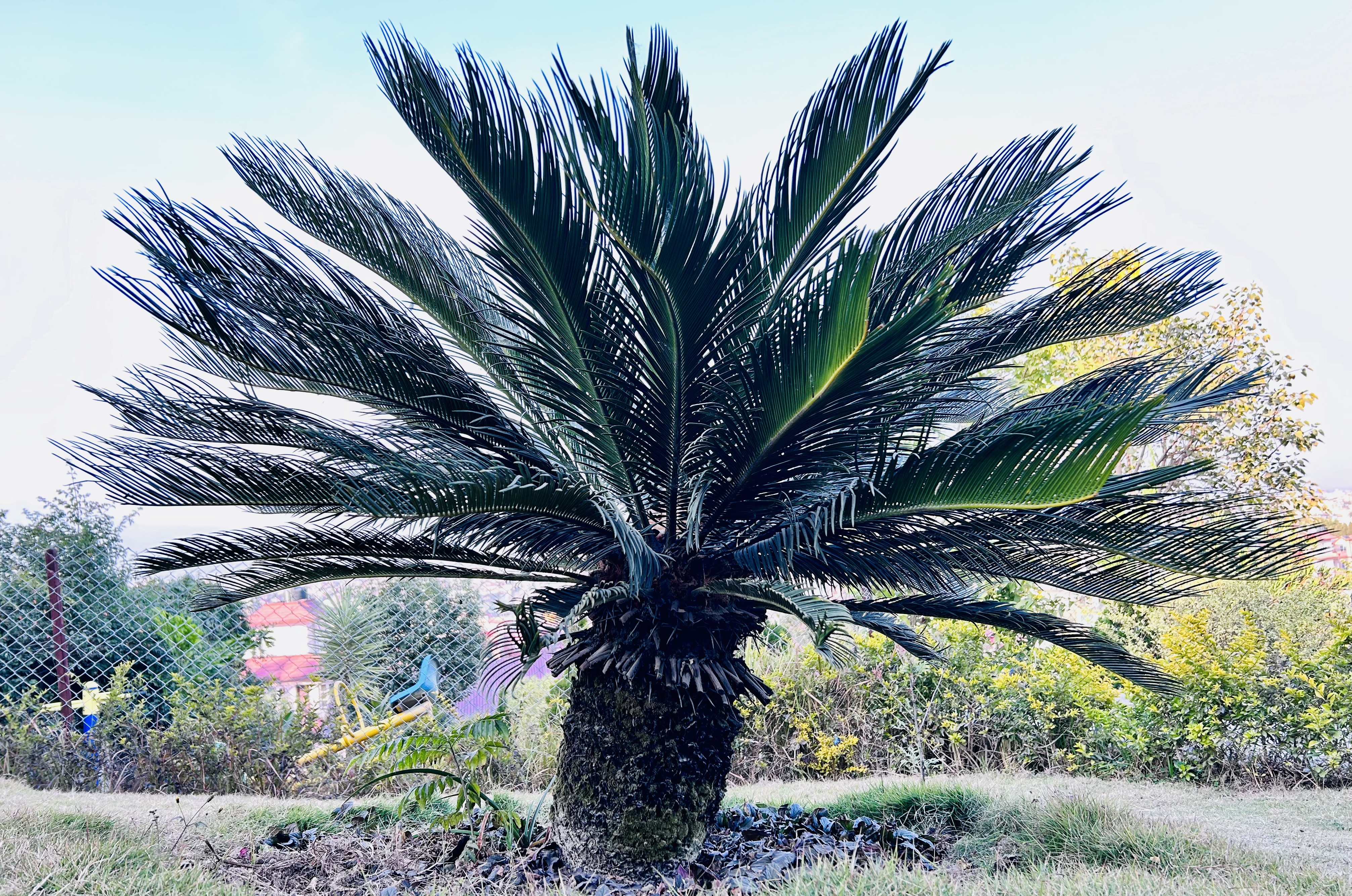 Cycas revoluta plant!