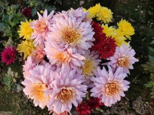 Chrysanthemum multicolor flower
