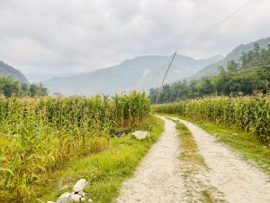 A beautiful view of maize field and road during summer in Nepa!