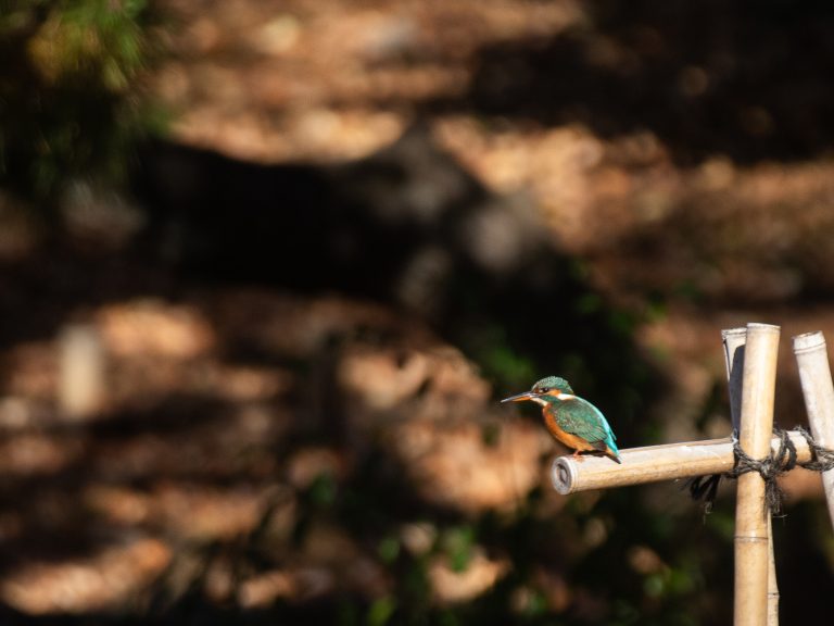 a Kingfisher