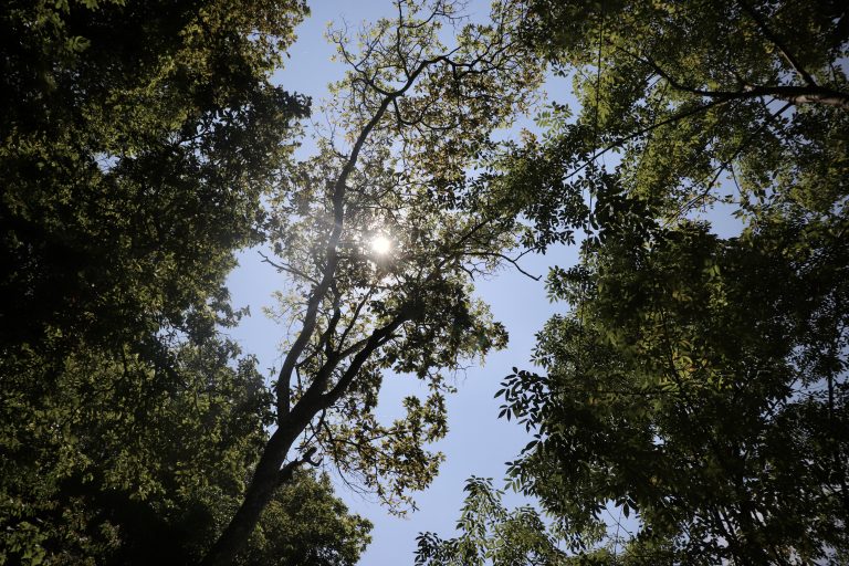 Sun behind the trees in forest.