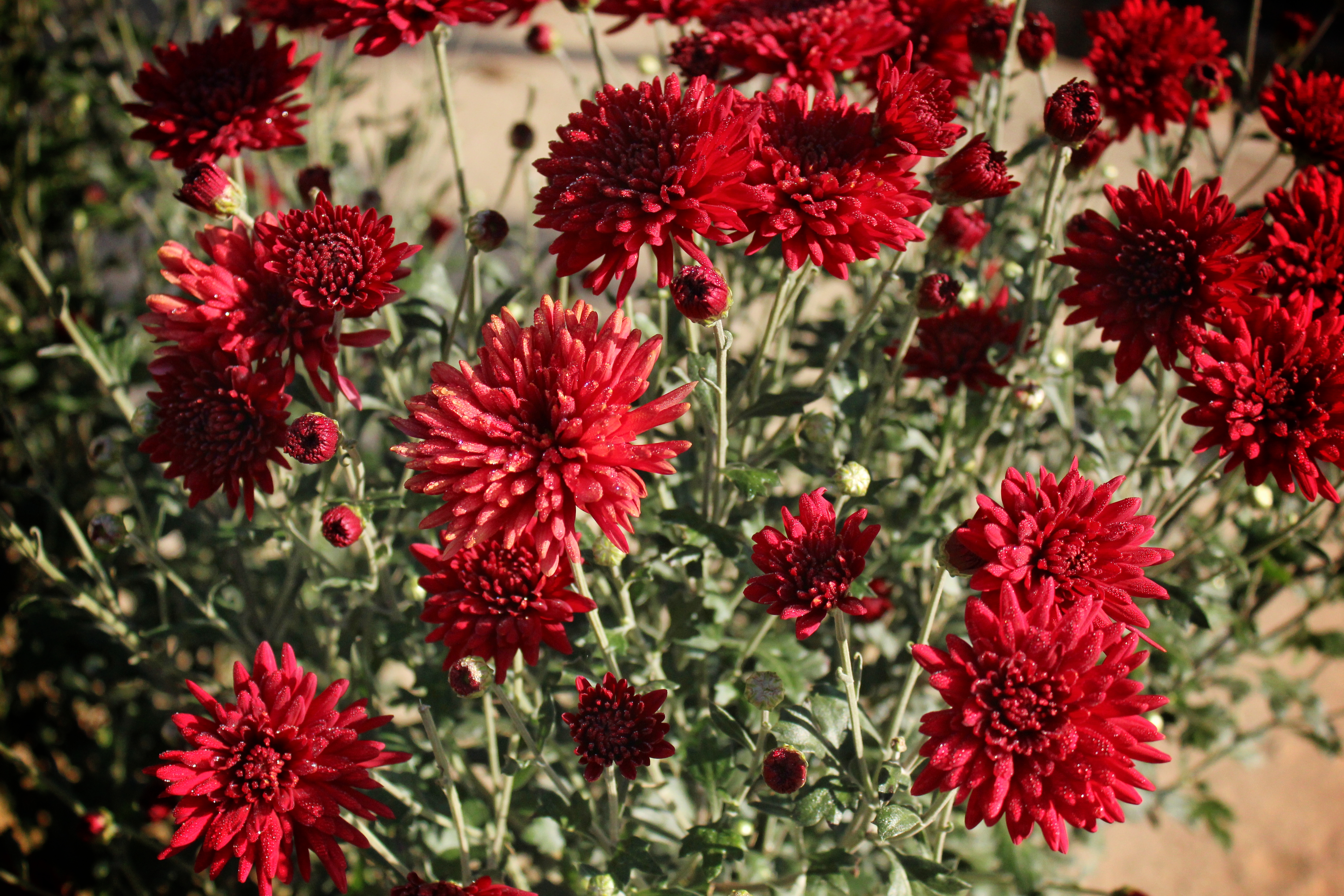 Red dahlia flower