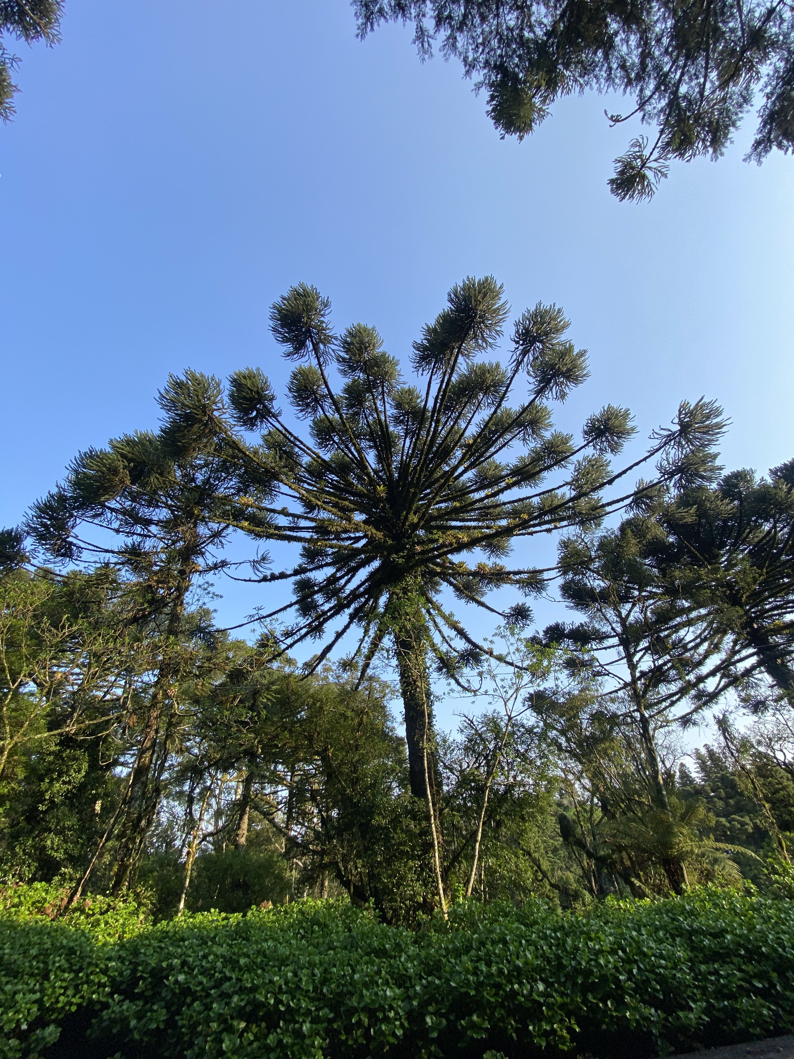 A picture of Araucária trees, or Brazilian pines. There's a centered Brazilian pine, with its branches widely open, some other Brazilian pines rounding it, in addition to brushes by the bottom. On the picture's background, there's a shiny blue sky, and other vegetation a bit far.