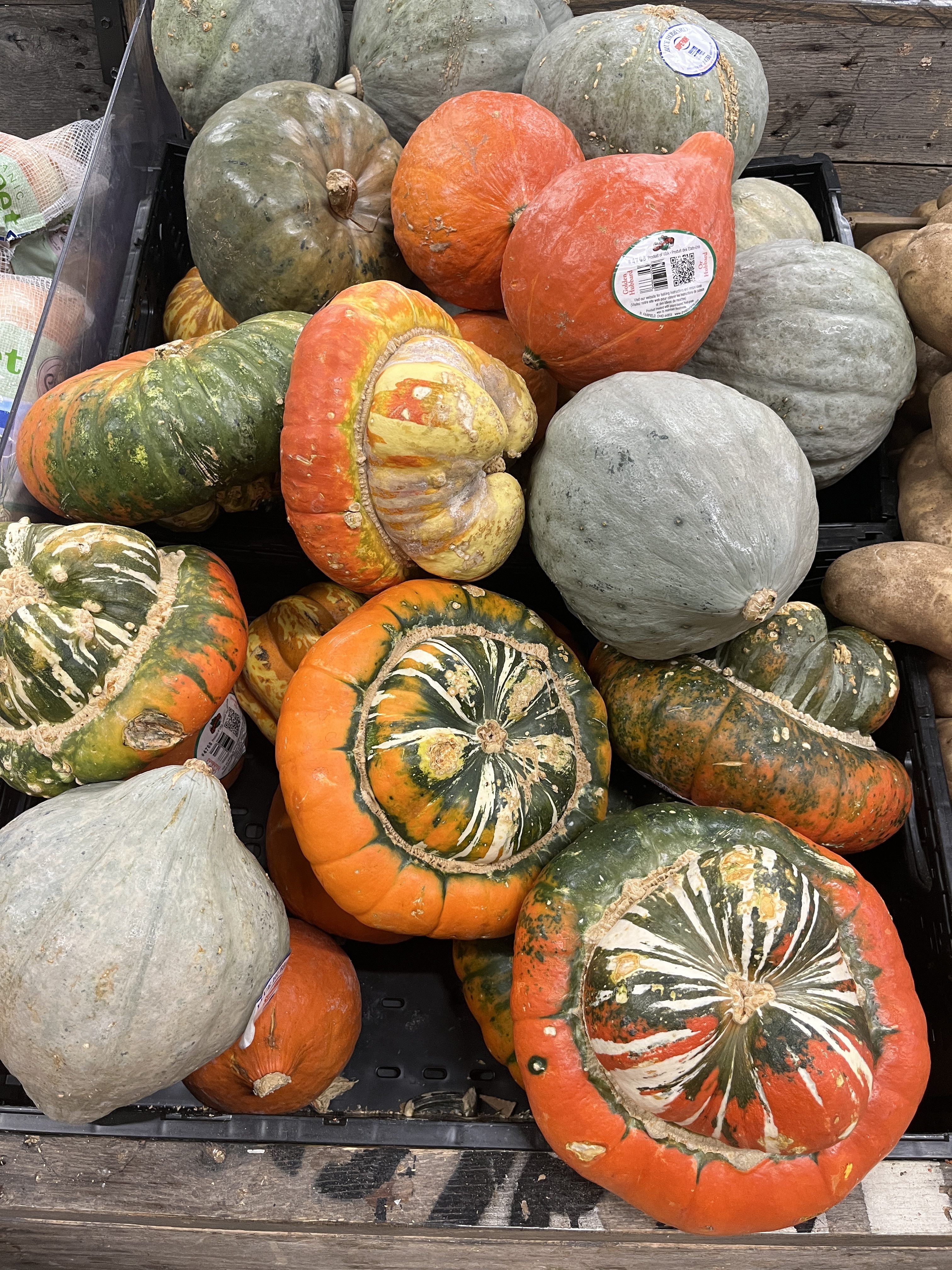 Autumn gourds in a pile.