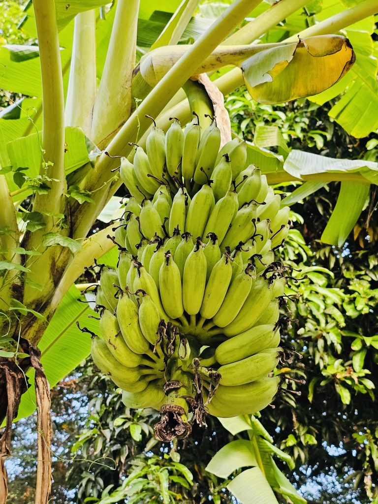 A smaller variety of bananas almost ready for harvest. From Muthalamada, Palakkad