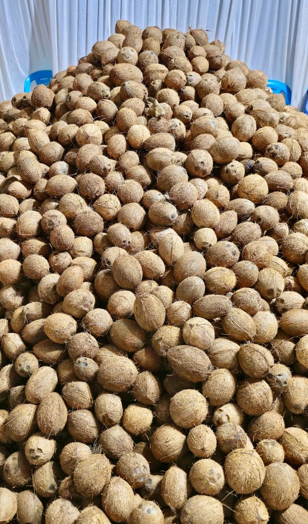 Hundreds of peeled coconuts for rituals in a temple from Perumanna, Kozhikode, Kerala.
