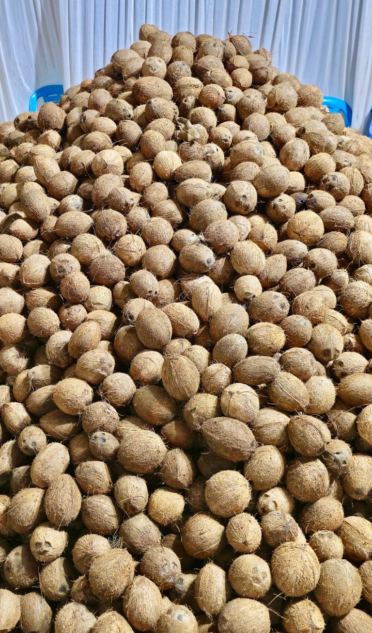 Hundreds of peeled coconuts for rituals in a temple from Perumanna, Kozhikode, Kerala.