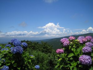 Hydrangea at Jikkoku Pass, Kannami Town, Shizuoka Prefecture