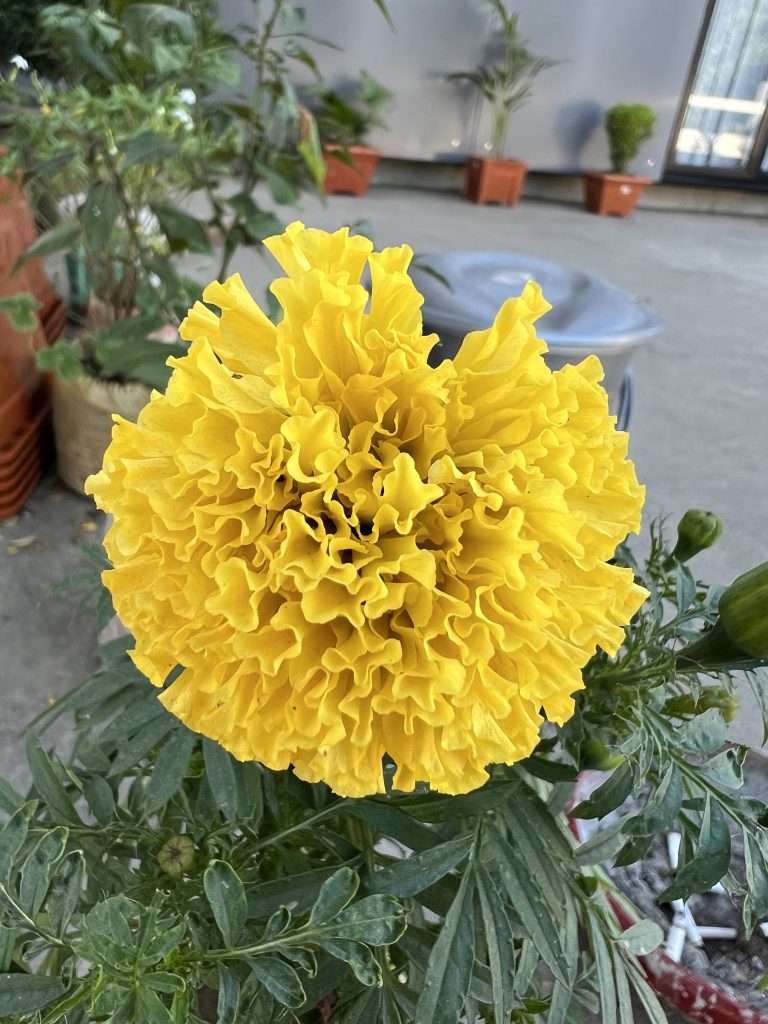 Marigold flower closeup view.