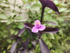 Purple Flower
