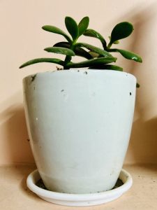 Indoor plant for room decoration! 