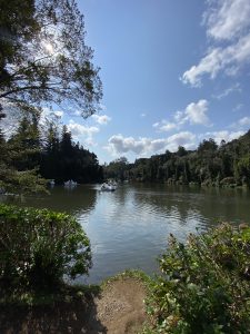 Lago Negro, or Dark Lake in the city of Gramado Brazil. The sky in this picture is shiny, blue and with a few clouds. There’s a green lake in the center of the picture, rounded with pines, Brazilian pines and bushes. Far in the picture, there’s visitors sailing in big duck shaped boats.
