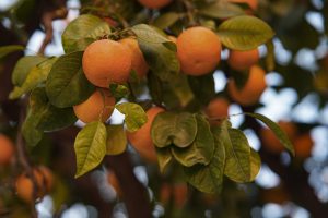 Oranges flourishing on the boughs of an orange tree.