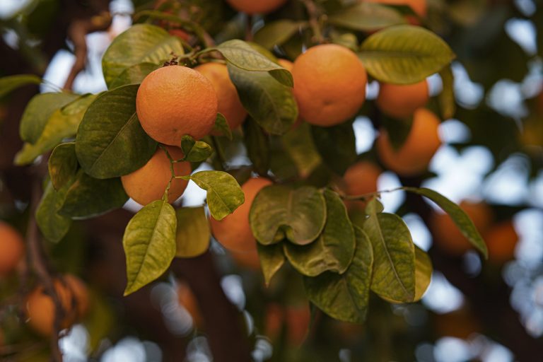 Oranges flourishing on the boughs of an orange tree.