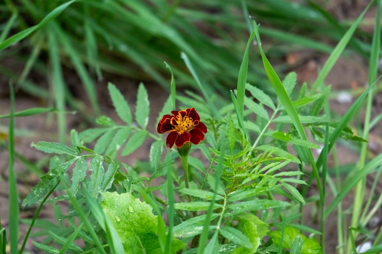 Red and yellow flower