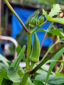 An Okra Plant.  