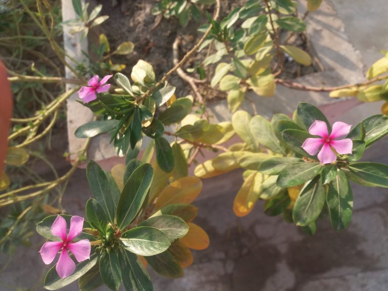 Purple flower with five petal