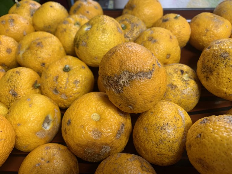 　pomelo (Citrus maxima or C. grandis)