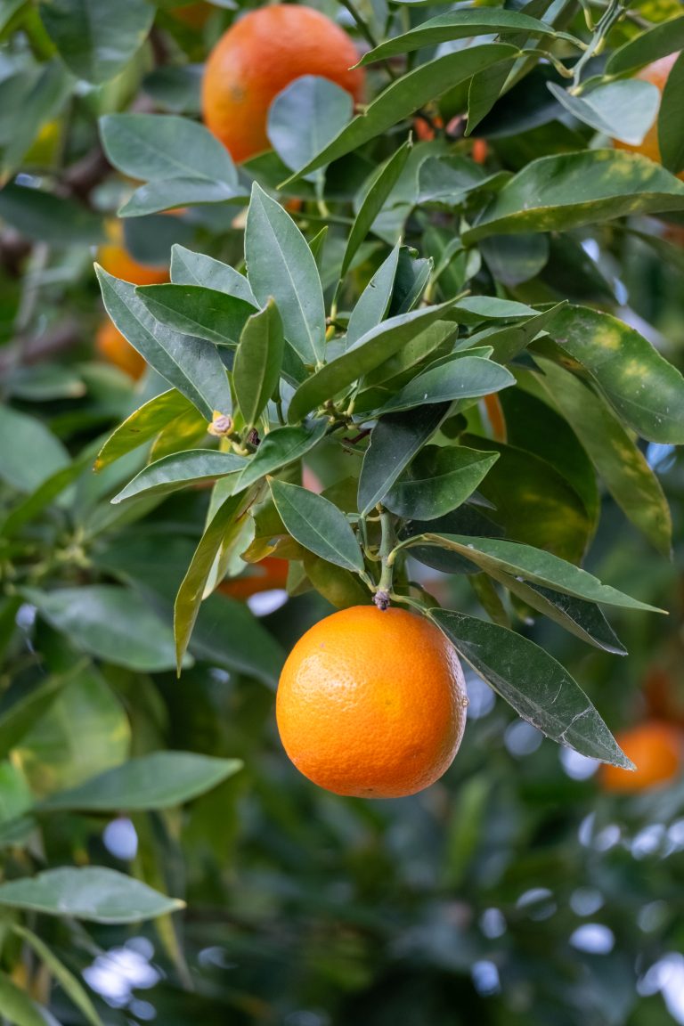 A fruit with an orange hue hanging from a tree branch.