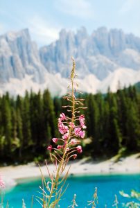 A photo of a purple flower with a lake, pine trees & mountains in the background. Location: Lago di Carezza, Italy. 
