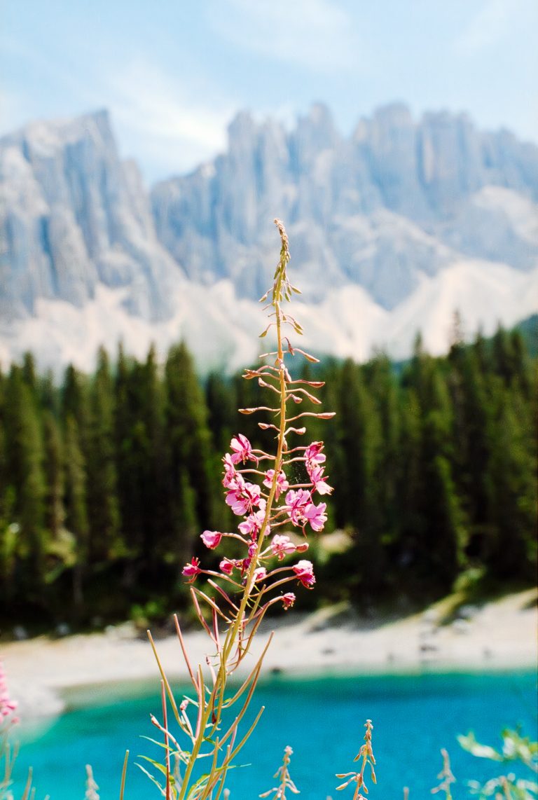 A photo of a purple flower with a lake, pine trees & mountains in the background. Location: Lago di Carezza, Italy.