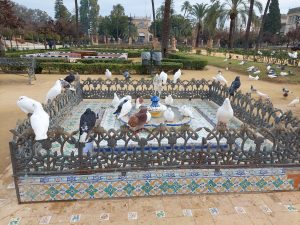 Pidgeons on the fountain.