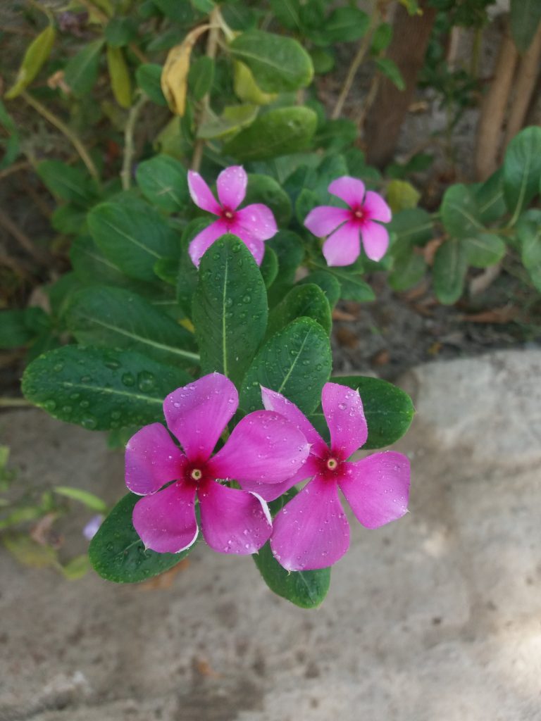 Five pink petal flower