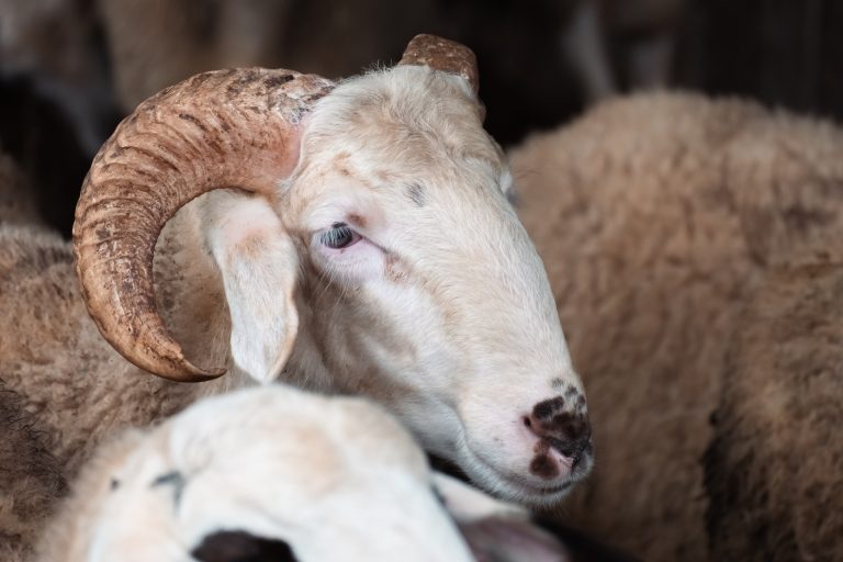 Close-up face view of a sheep.