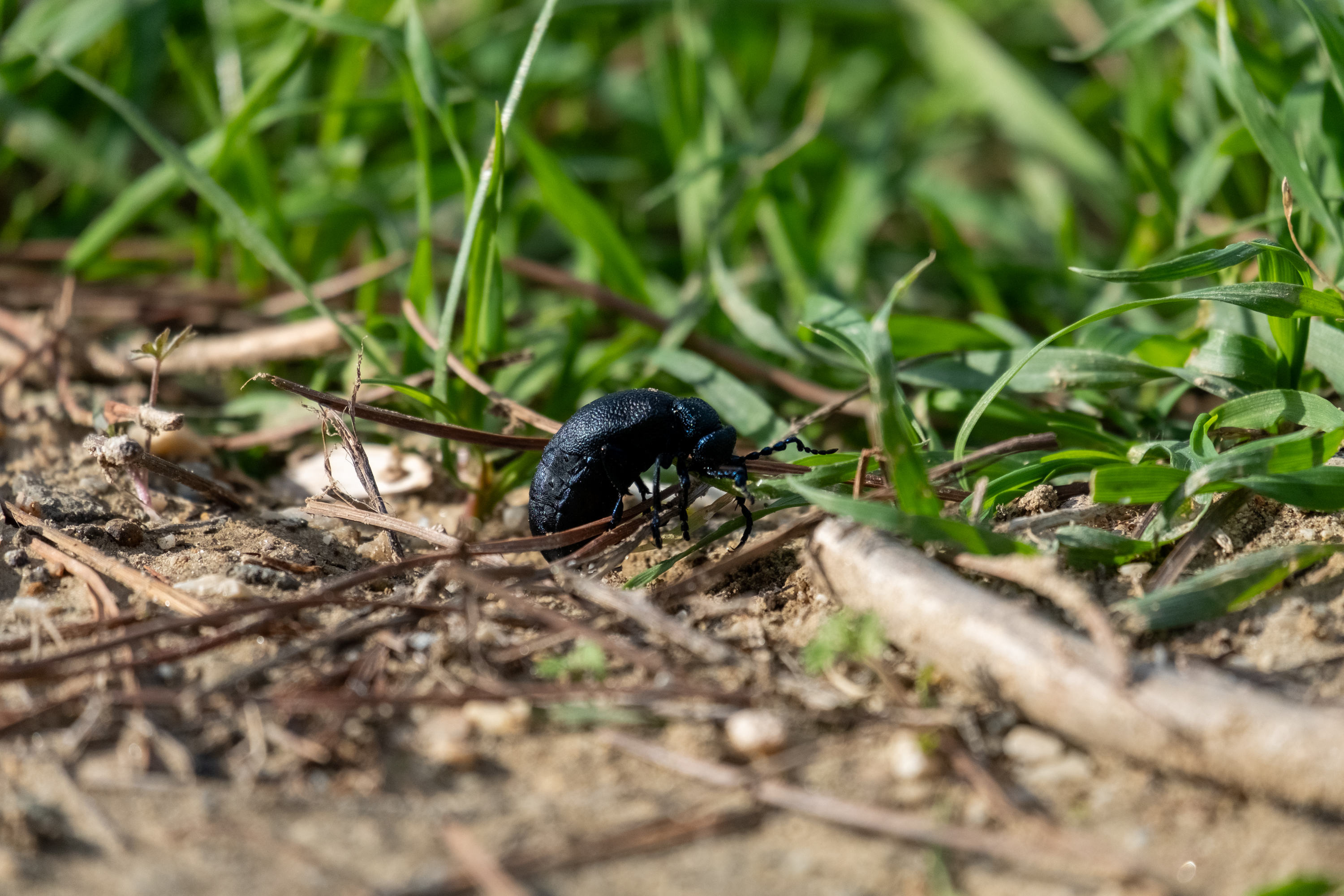 A big dark blue bug crawling on the ground