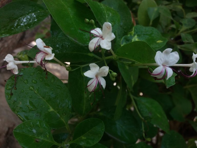 White tiny flowers