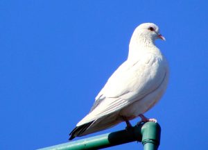 Paloma blanca símbolo de la paz