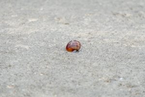 A brown snail on concrete