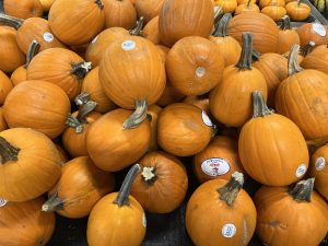 Pumpkins sized perfectly for one pie.