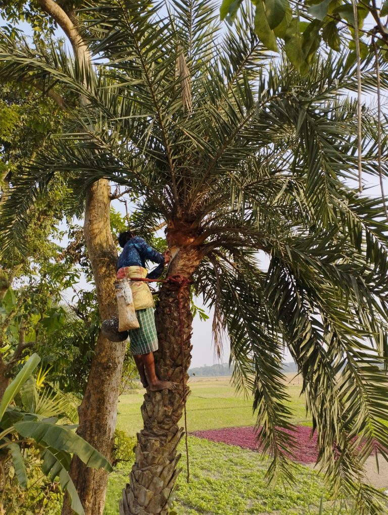 The sap is being planted on the palm tree.