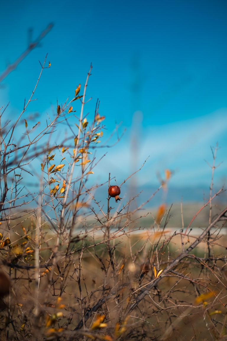 Pomegranate on tree