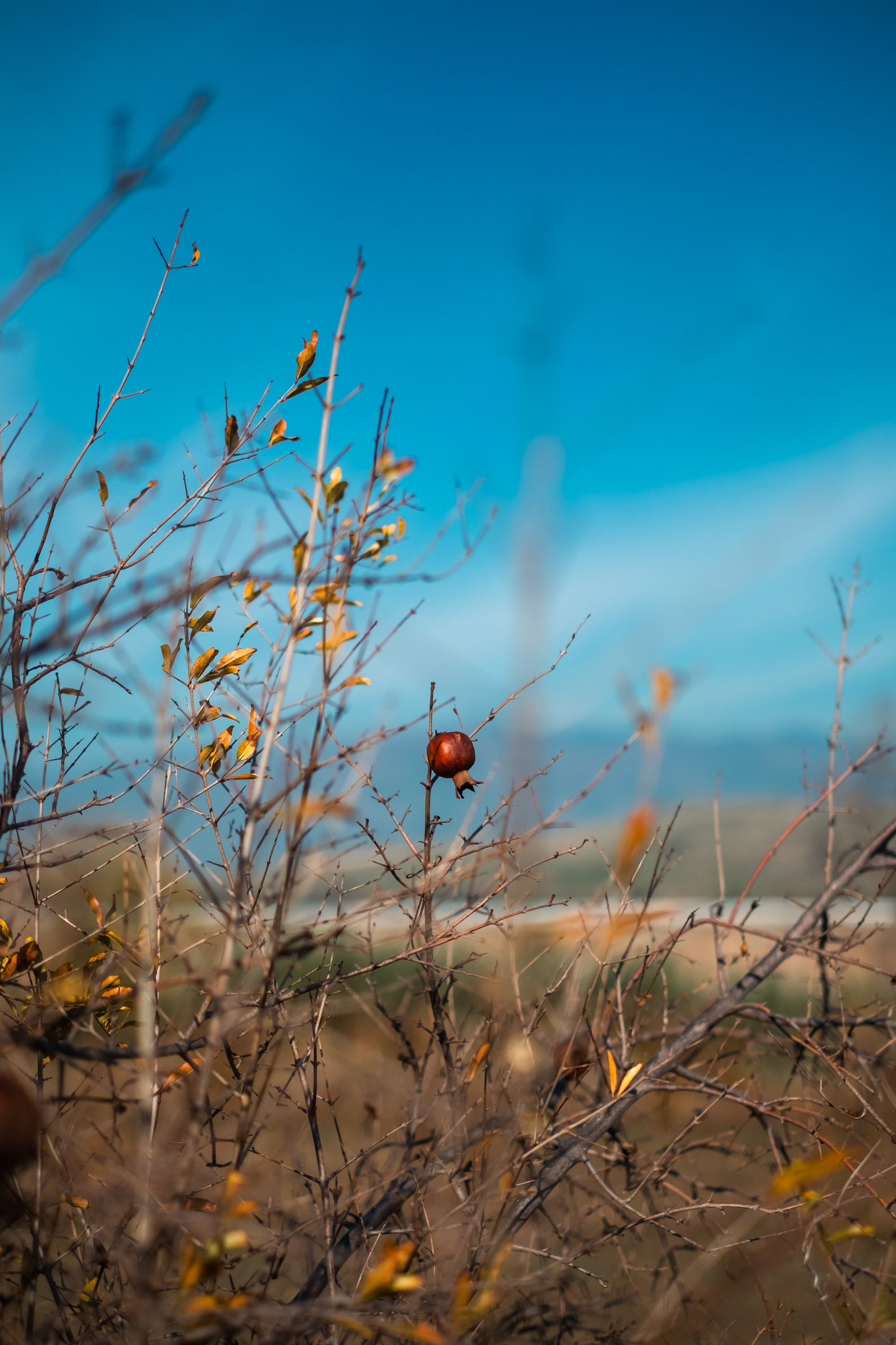 Pomegranate on tree