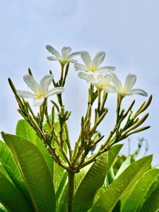 White Plumeria flowers & buds after the rain. From Udaipur, Rajasthan.