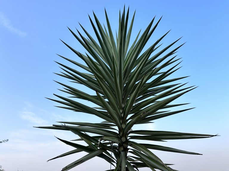 Yucca Plant in the public Park, Nepal