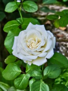 A white rose in the evening, from a garden.