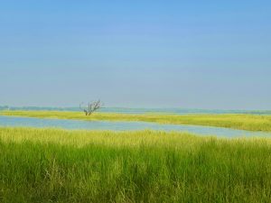 Meadows and a dried tree, on the banks of Thol lake. Ahmedabad, Gujarat. 