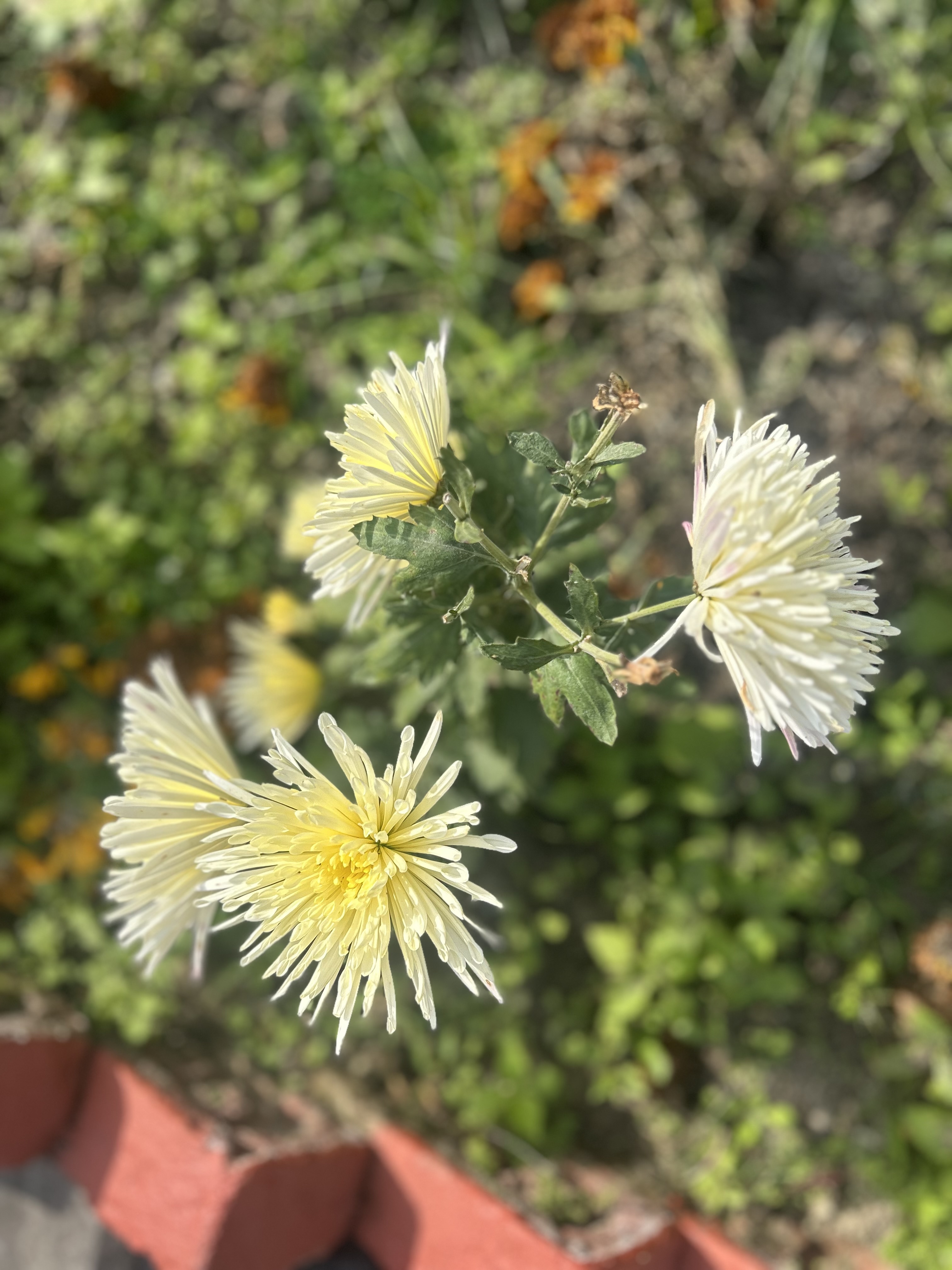 A white flower illuminated by sunlight.