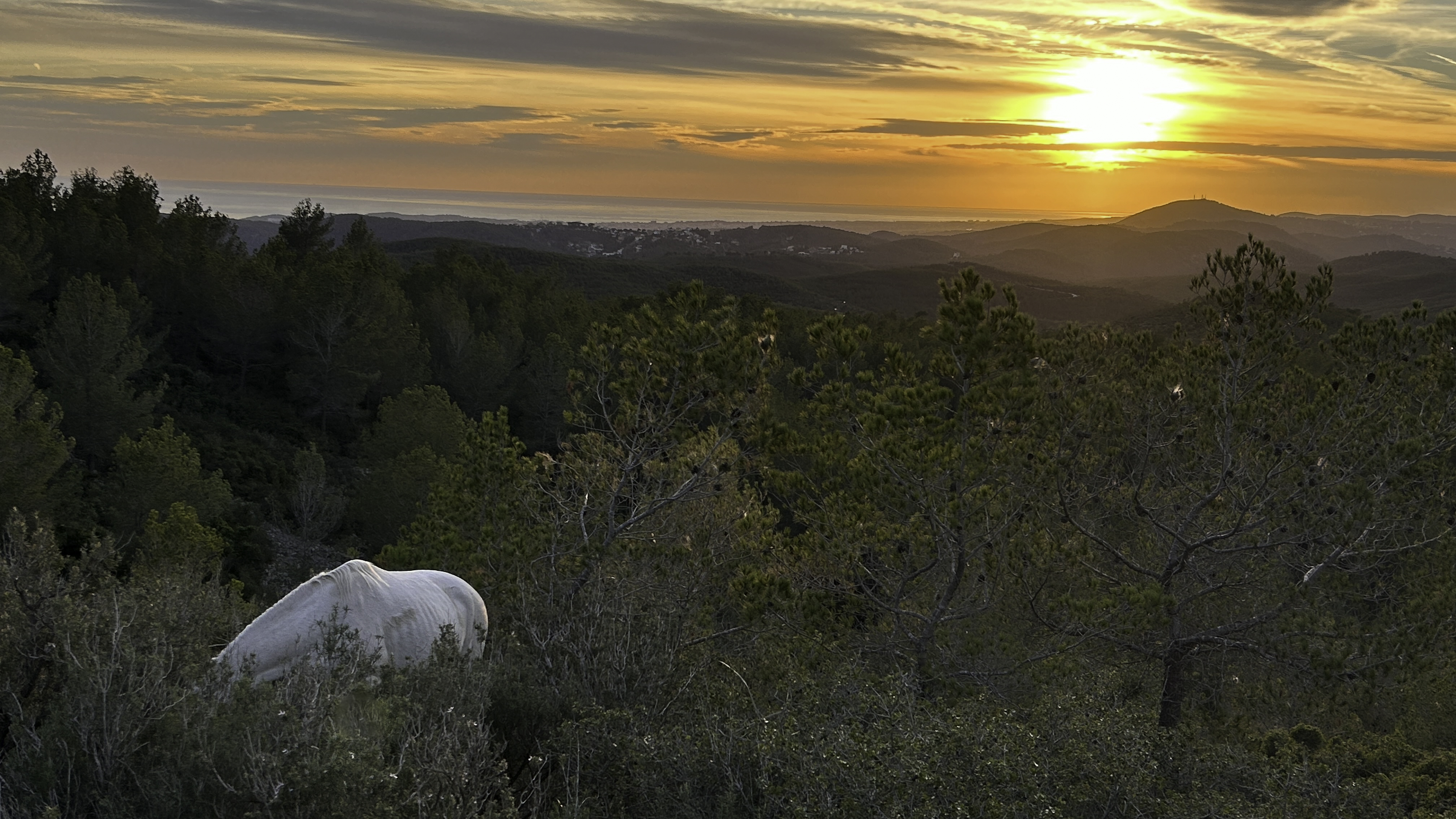 Sunset with white horse, greenery, and distant mountain silhouette