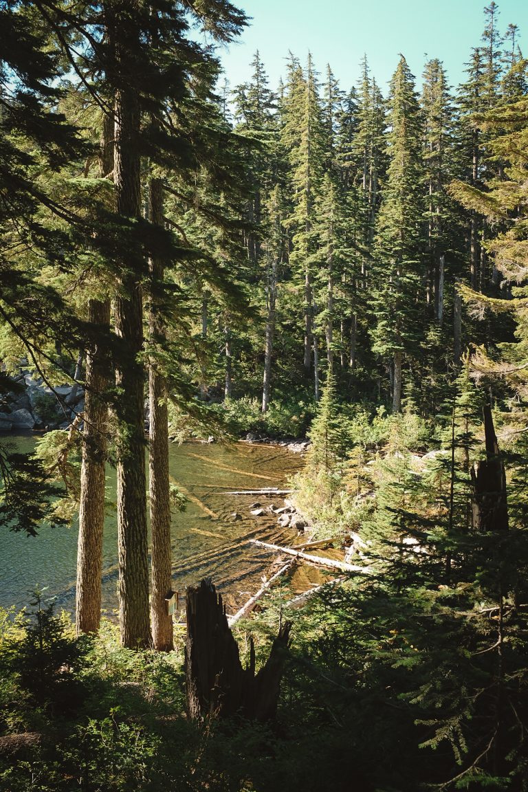 A view looking down through a forest to a clearing showing a lake filled with fallen trees easily seen through the clear water.