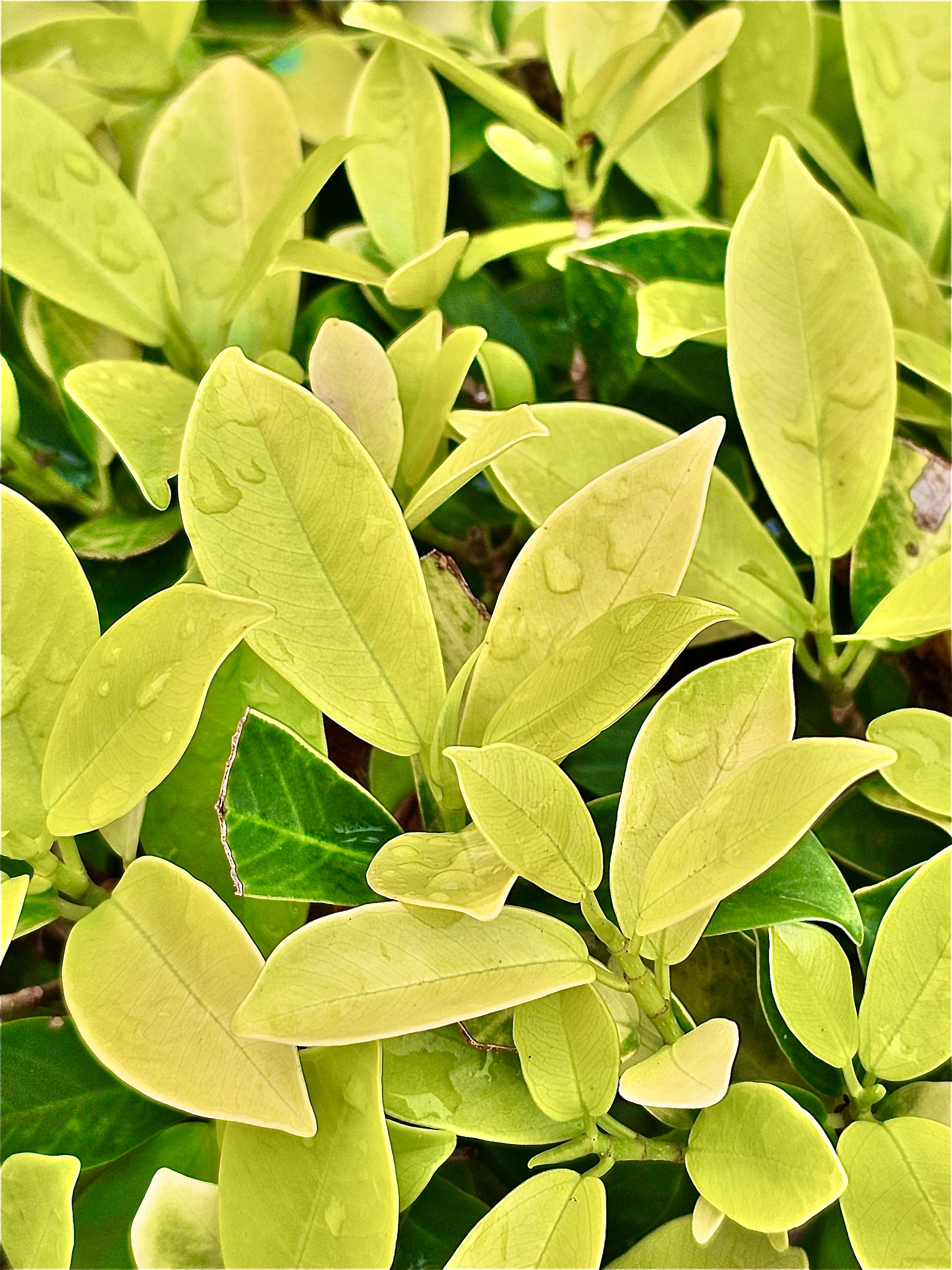 Tender leafs of Ficus Microcarpa plants after a rain