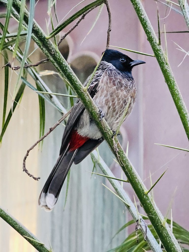 A Red-vented bulbul(Pycnonotus cafer) from Udaipur, Rajasthan.