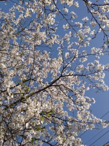 Ooamishirasato-shi, Chiba, Japan Mountain Cherry Blossom