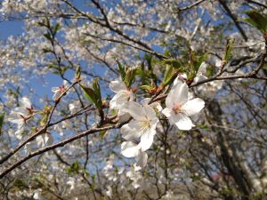 Ooamishirasato-shi, Chiba, Japan Mountain Cherry Blossom