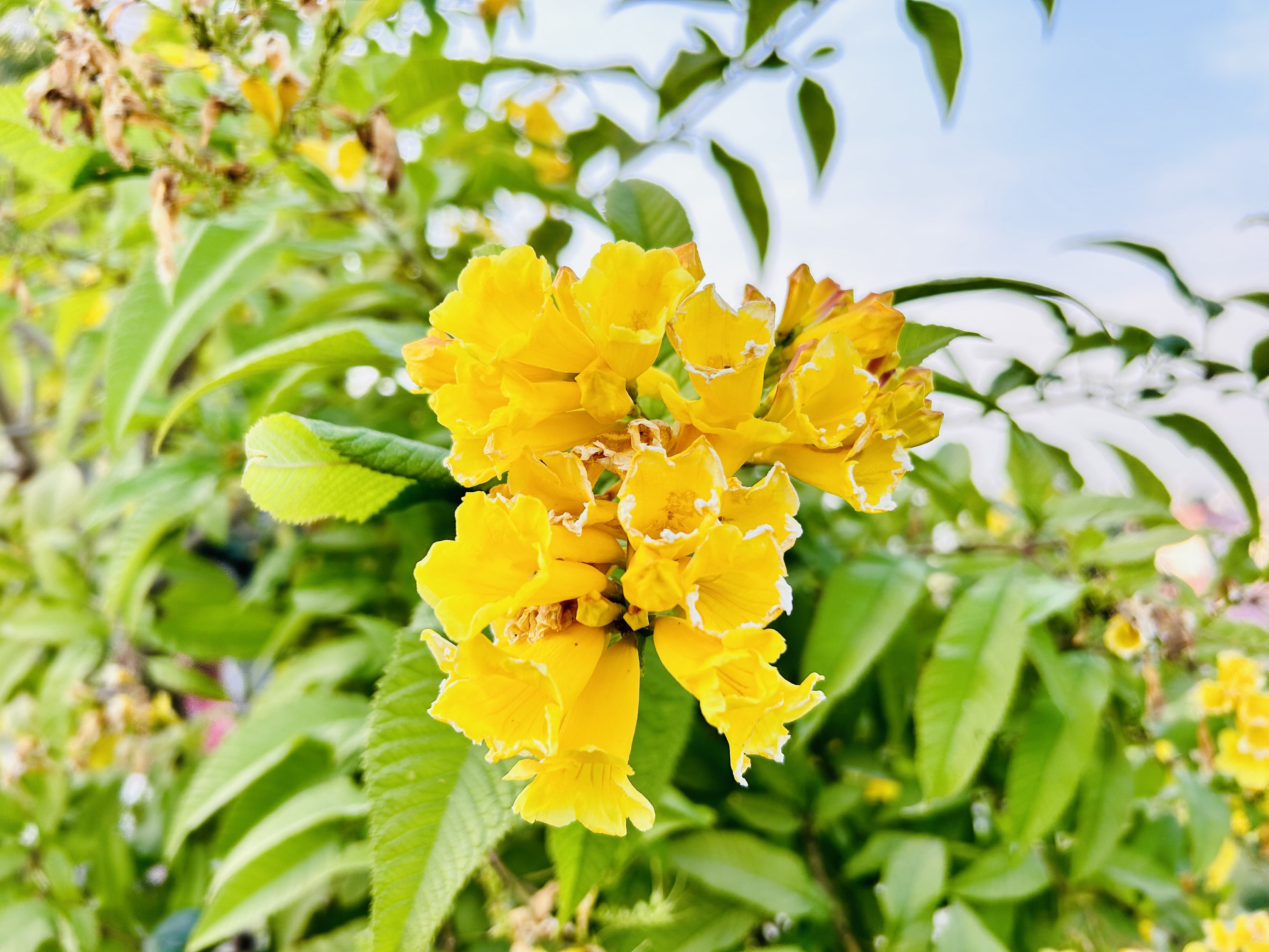 Close-up yellow flower in the park!