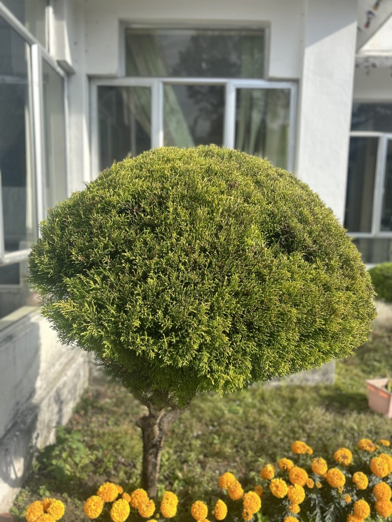 Adorable small green tree and marigold flowers in the garden.