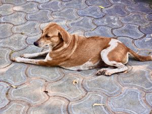 An Indian street dog, From Thol bird sanctuary, Ahmedabad